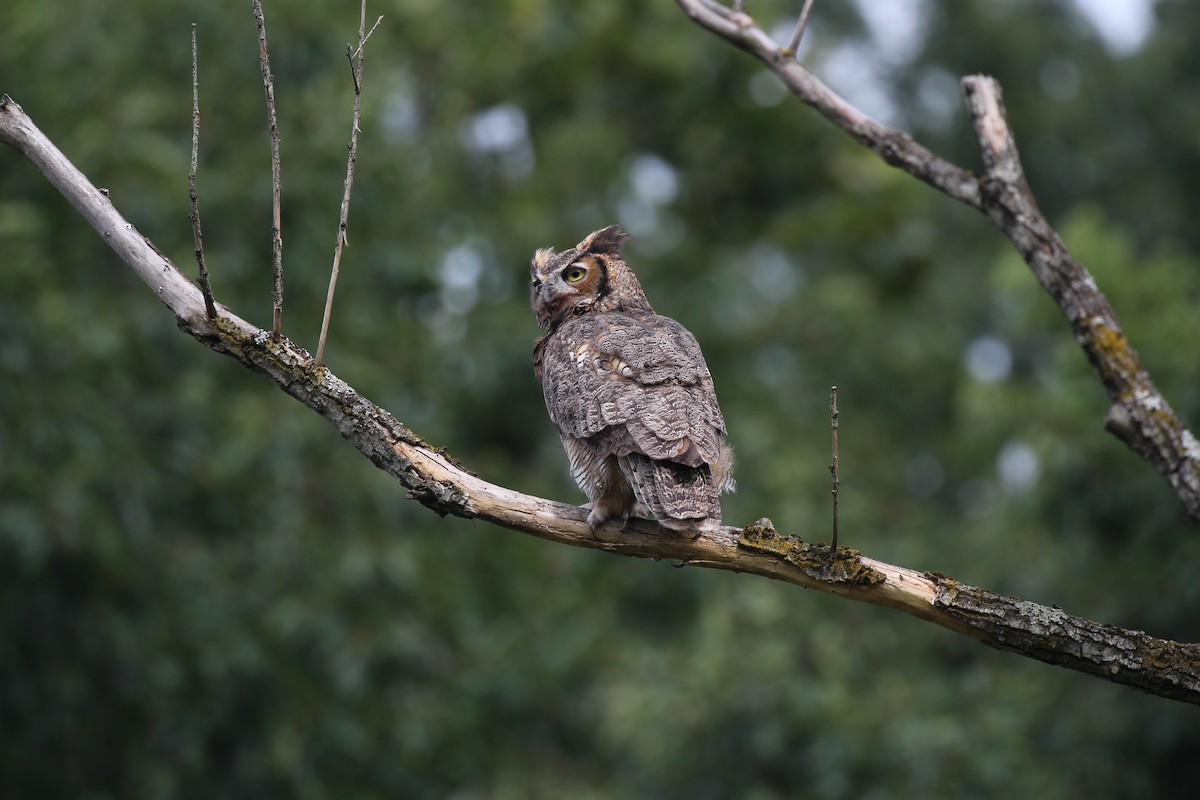 Great Horned Owl - ML523048991