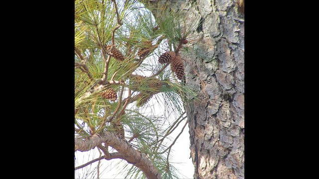 Red Crossbill (Northeastern or type 12) - ML523049411