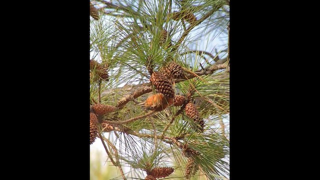 Red Crossbill (Northeastern or type 12) - ML523049431