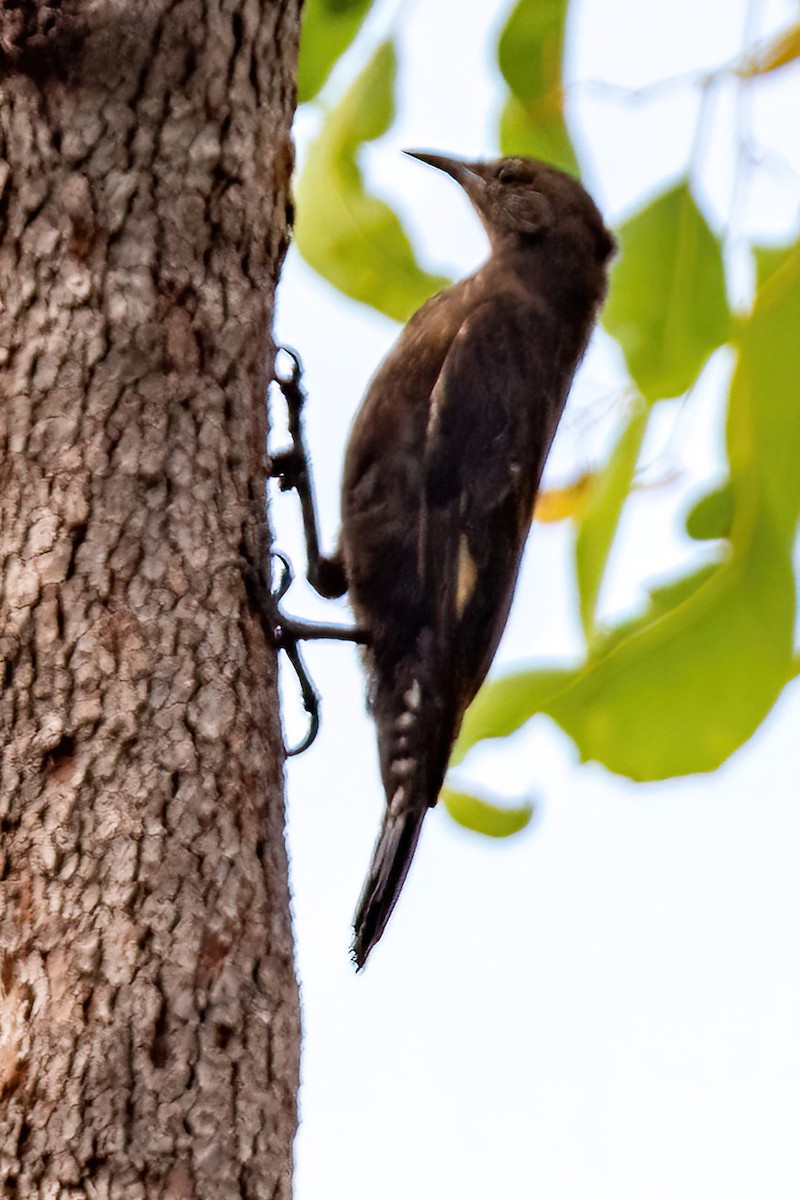 Black-tailed Treecreeper - ML523050081