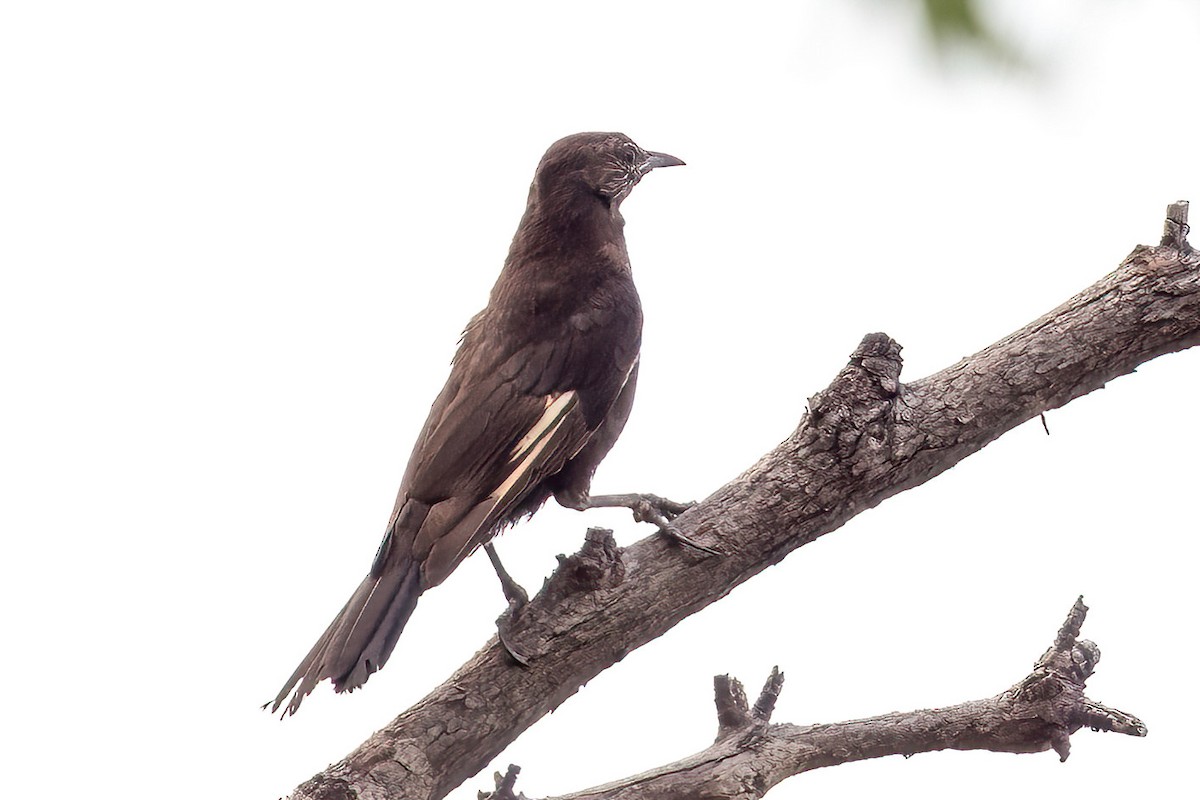 Black-tailed Treecreeper - ML523050171