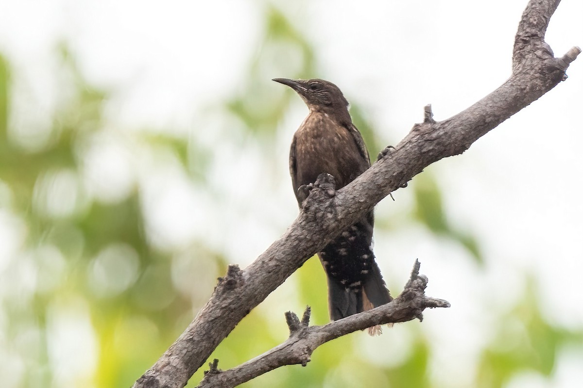 Black-tailed Treecreeper - ML523050191