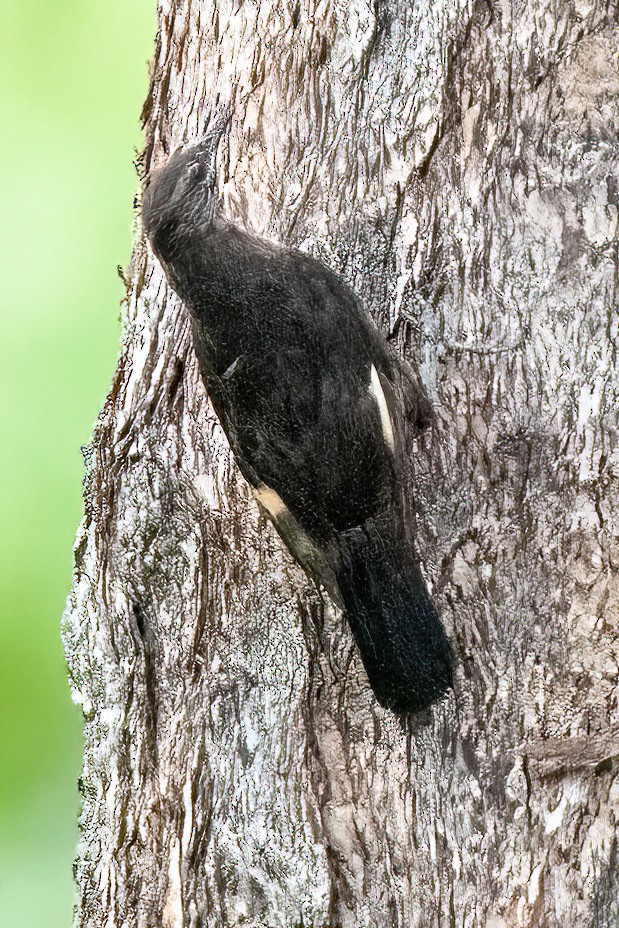Black-tailed Treecreeper - ML523050251