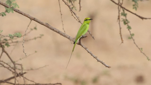 African Green Bee-eater - ML523050441