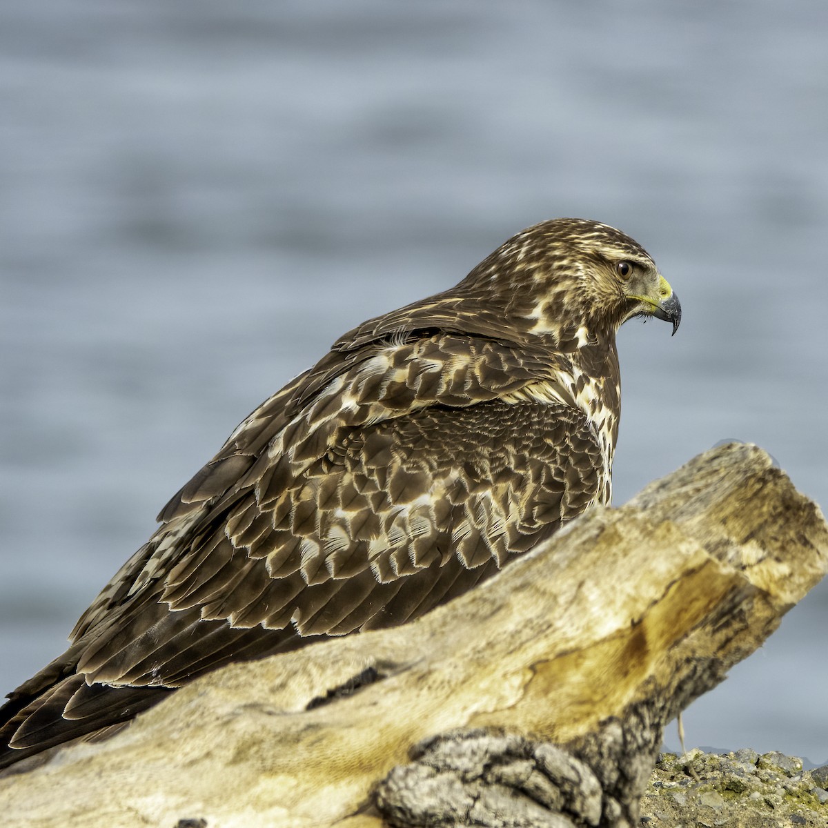 Swainson's Hawk - ML523051141