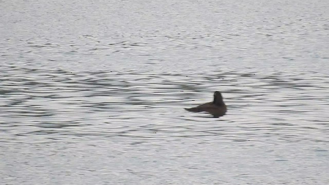 Macreuse brune - ML523051151