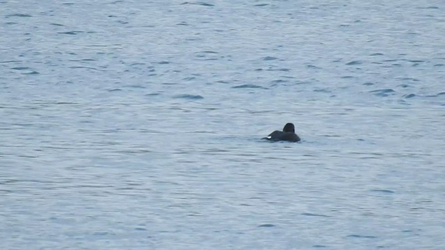 Velvet Scoter - ML523051251