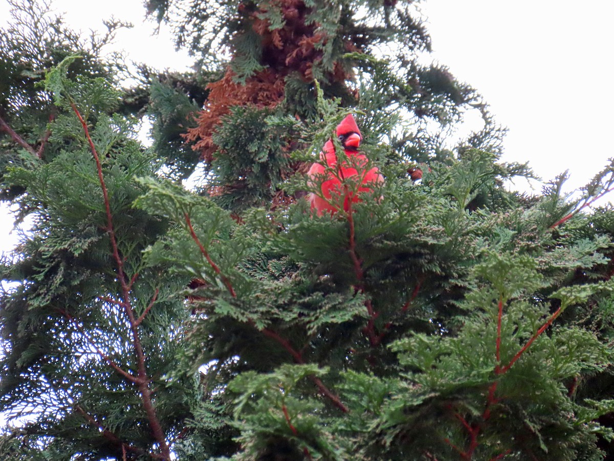 Northern Cardinal - ML523052741