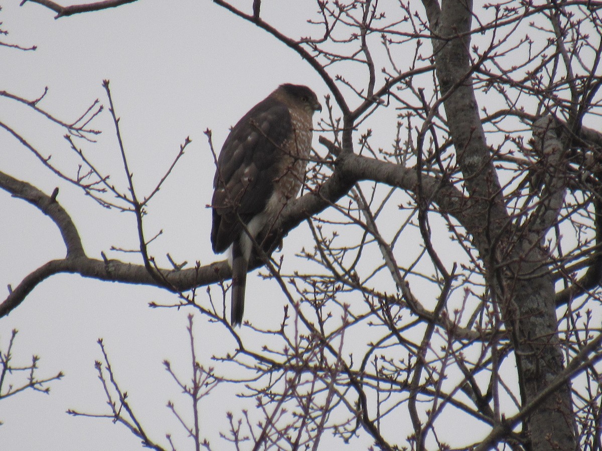 Cooper's Hawk - ML523053201