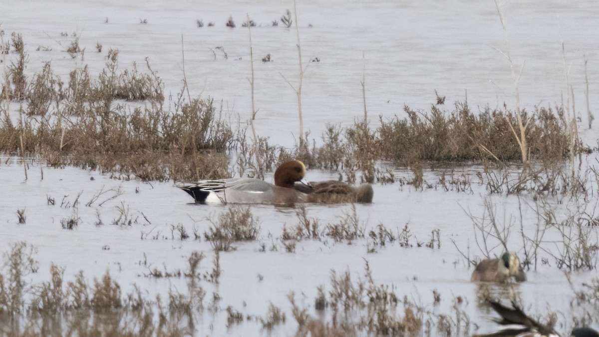 Eurasian Wigeon - ML523053941