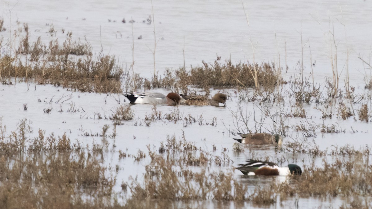 Eurasian Wigeon - ML523053951