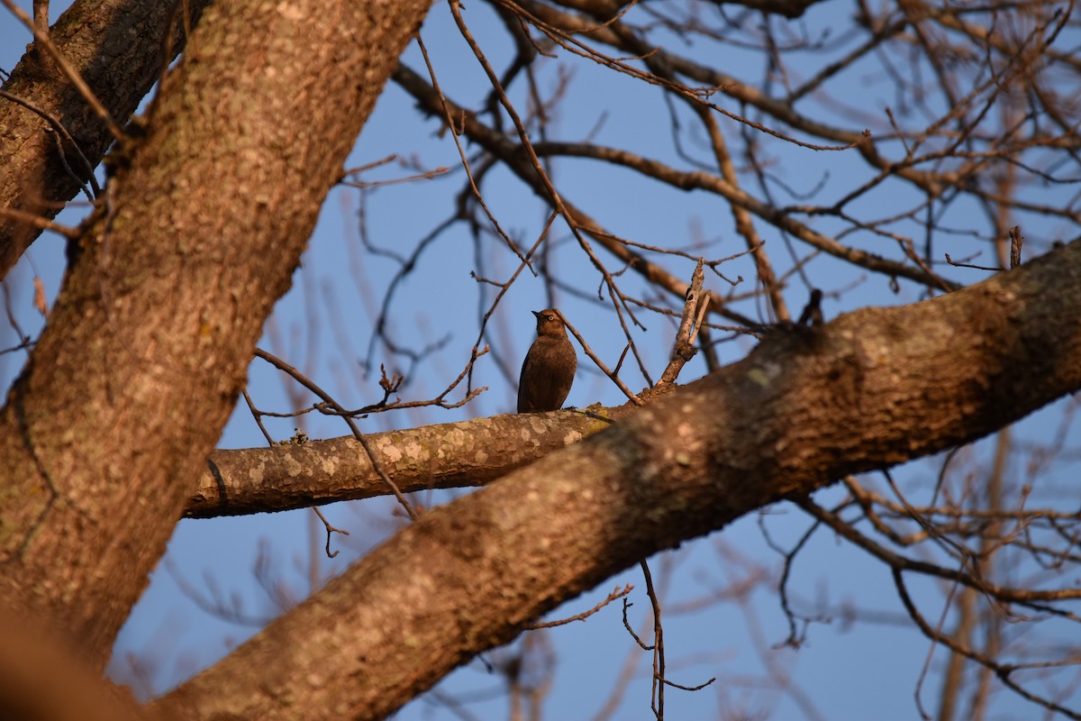 Rusty Blackbird - ML523055241