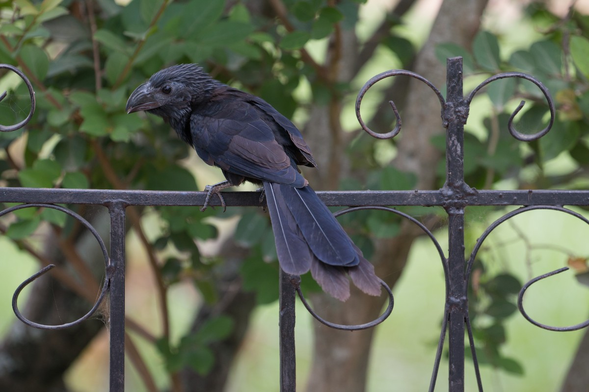 Groove-billed Ani - Philipp Boersch-Supan