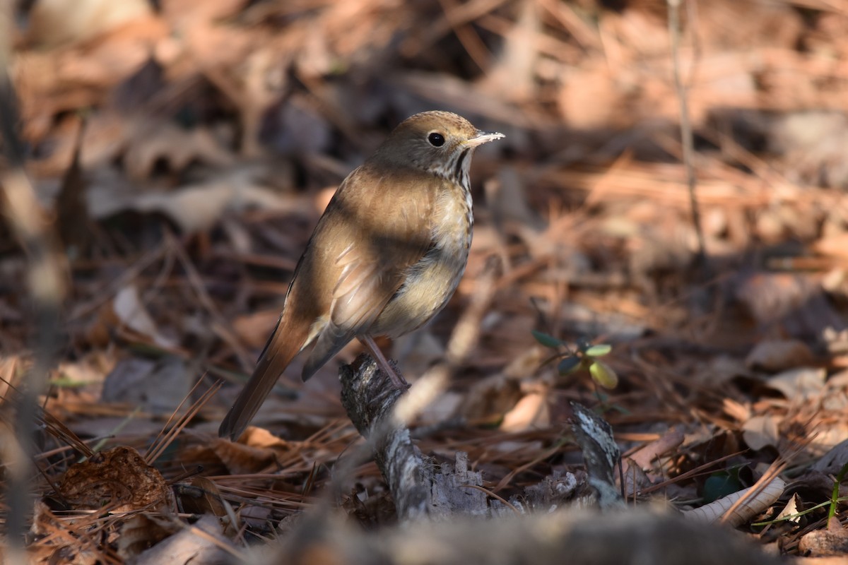 Hermit Thrush - ML523055781