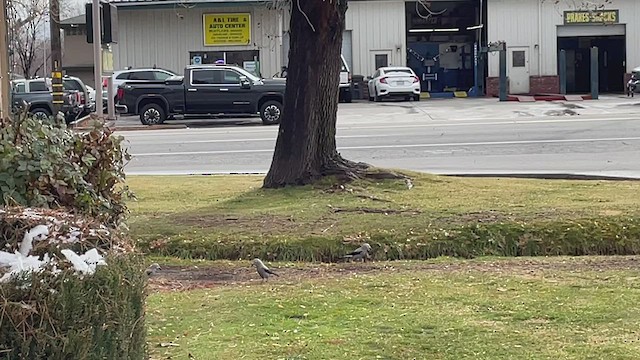 Clark's Nutcracker - ML523056061