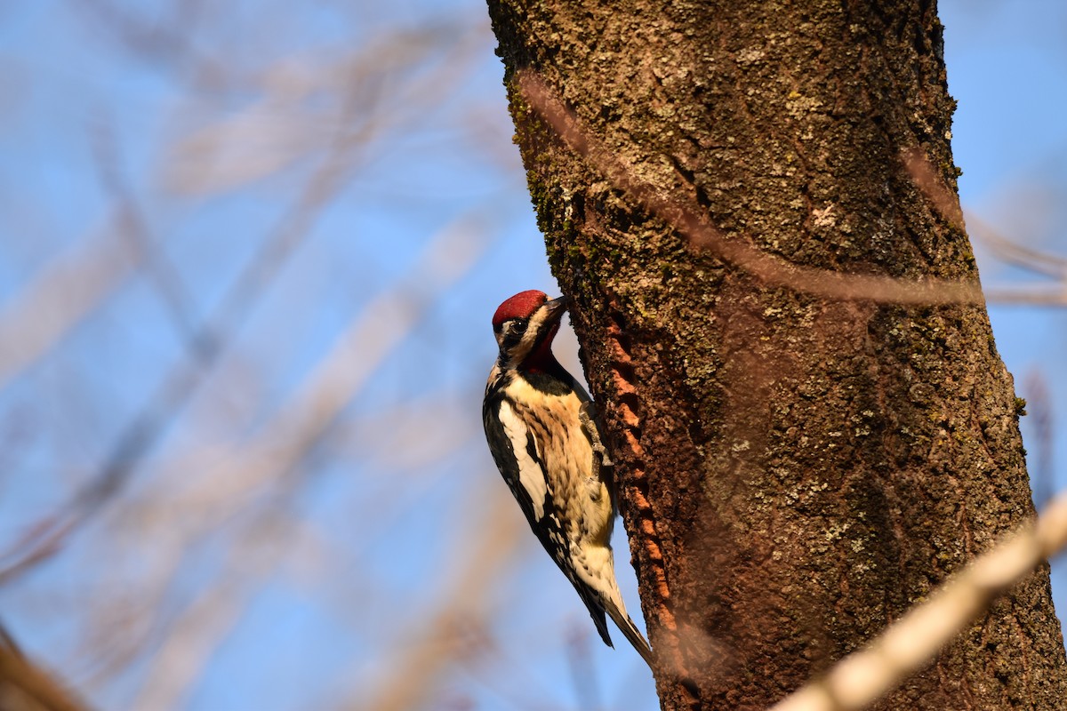 Yellow-bellied Sapsucker - ML523056091