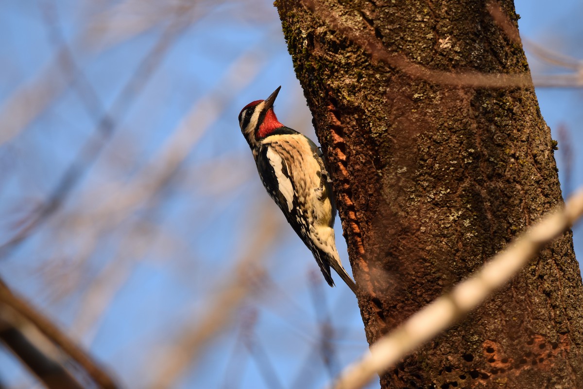 Yellow-bellied Sapsucker - ML523056101