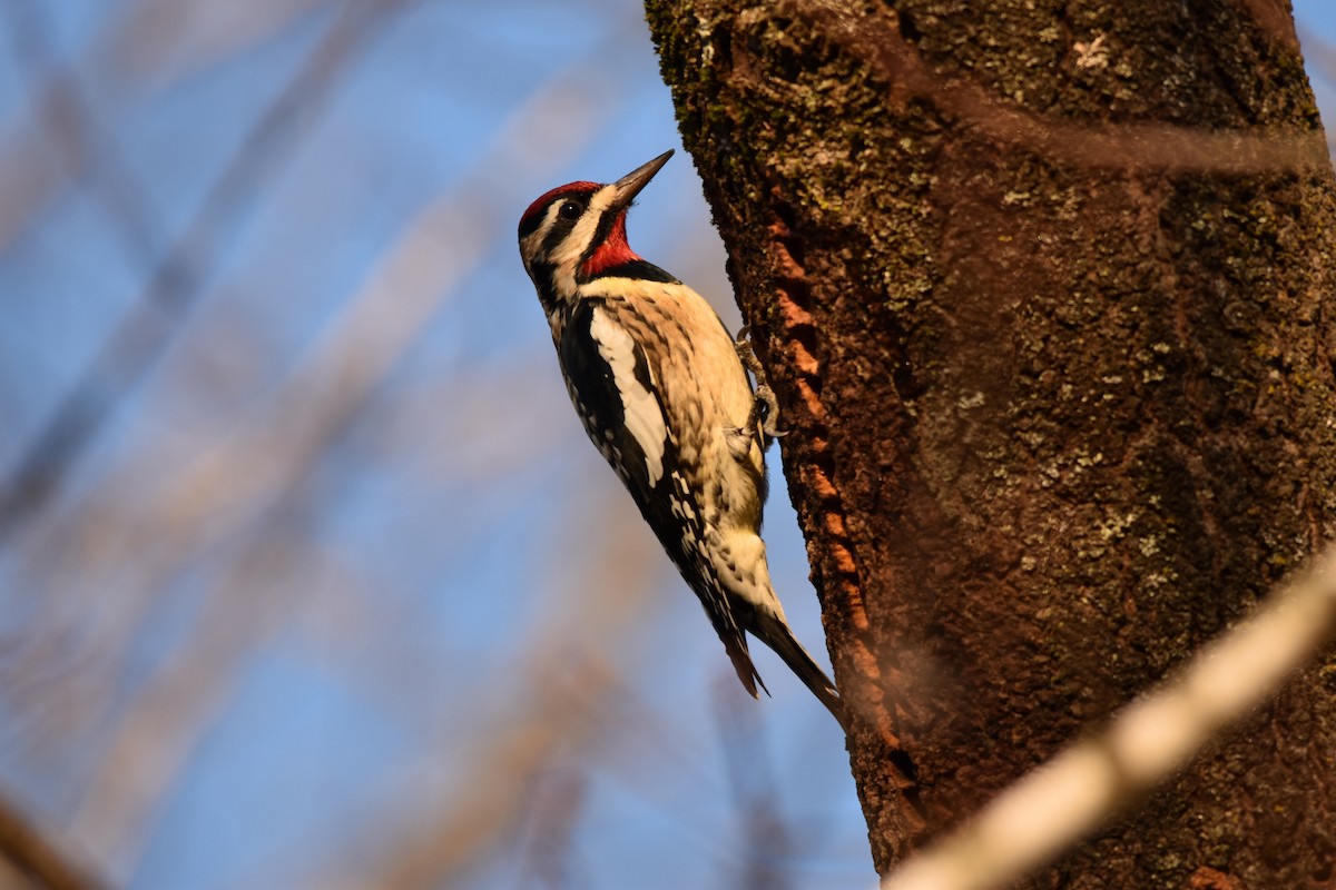 Yellow-bellied Sapsucker - ML523056111