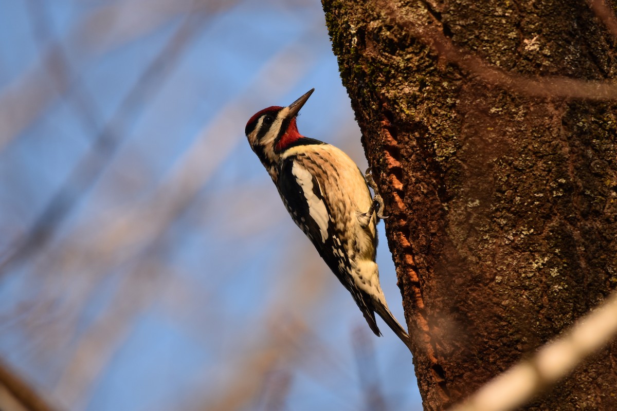Yellow-bellied Sapsucker - ML523056121