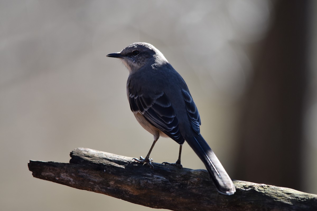 Northern Mockingbird - ML523057501