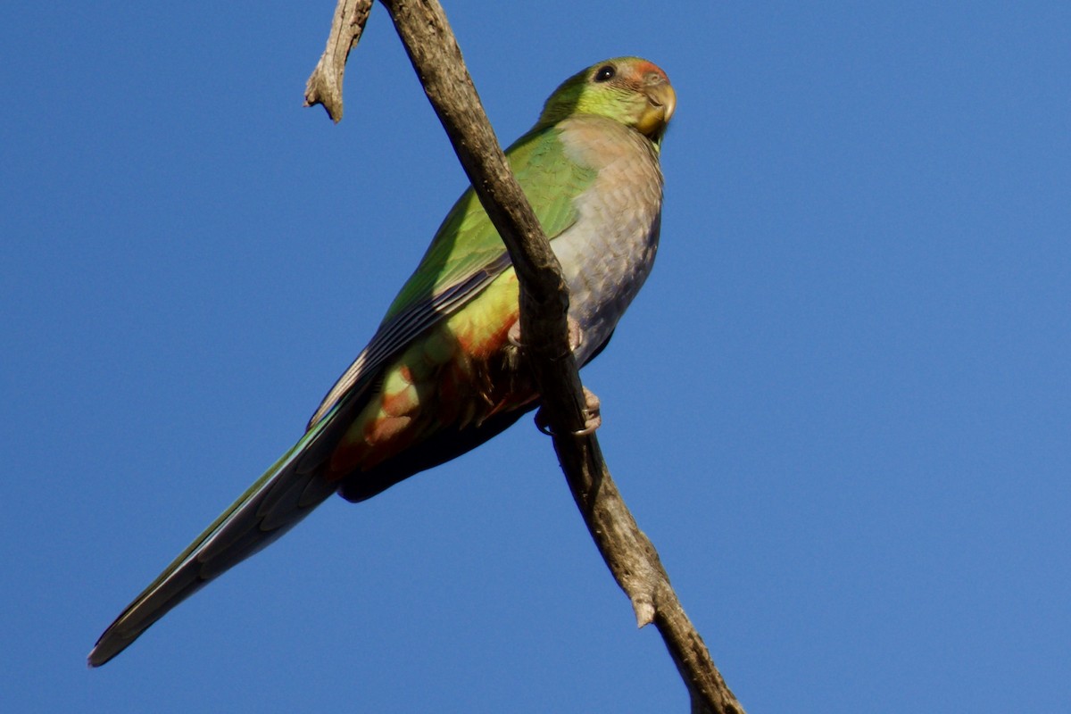 Red-capped Parrot - ML523057751
