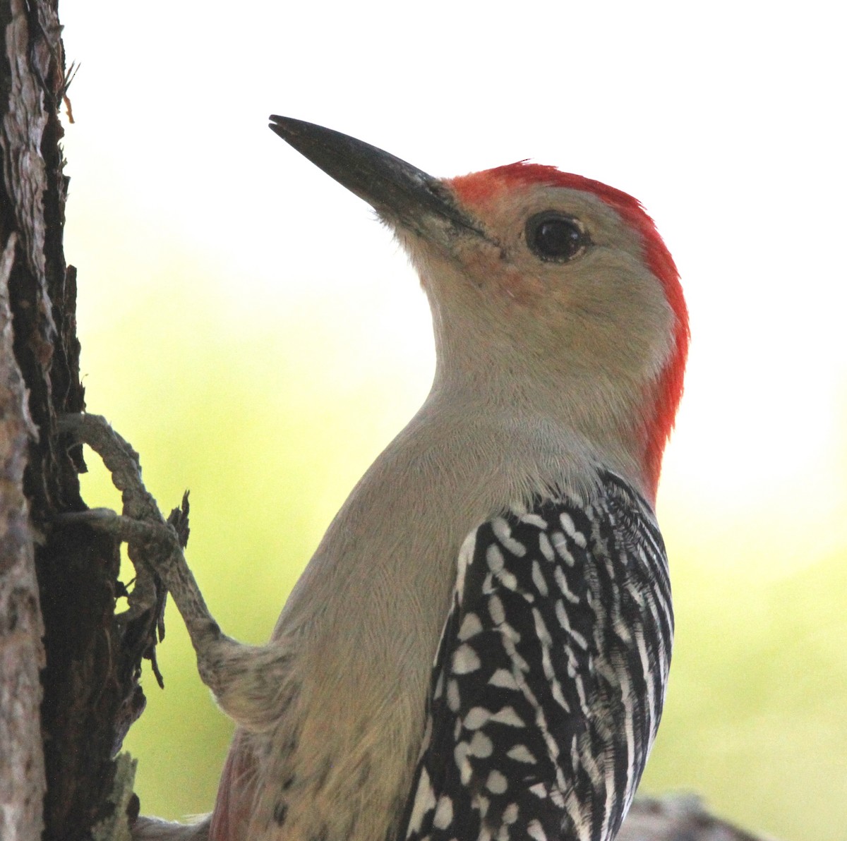 Red-bellied Woodpecker - ML523058591