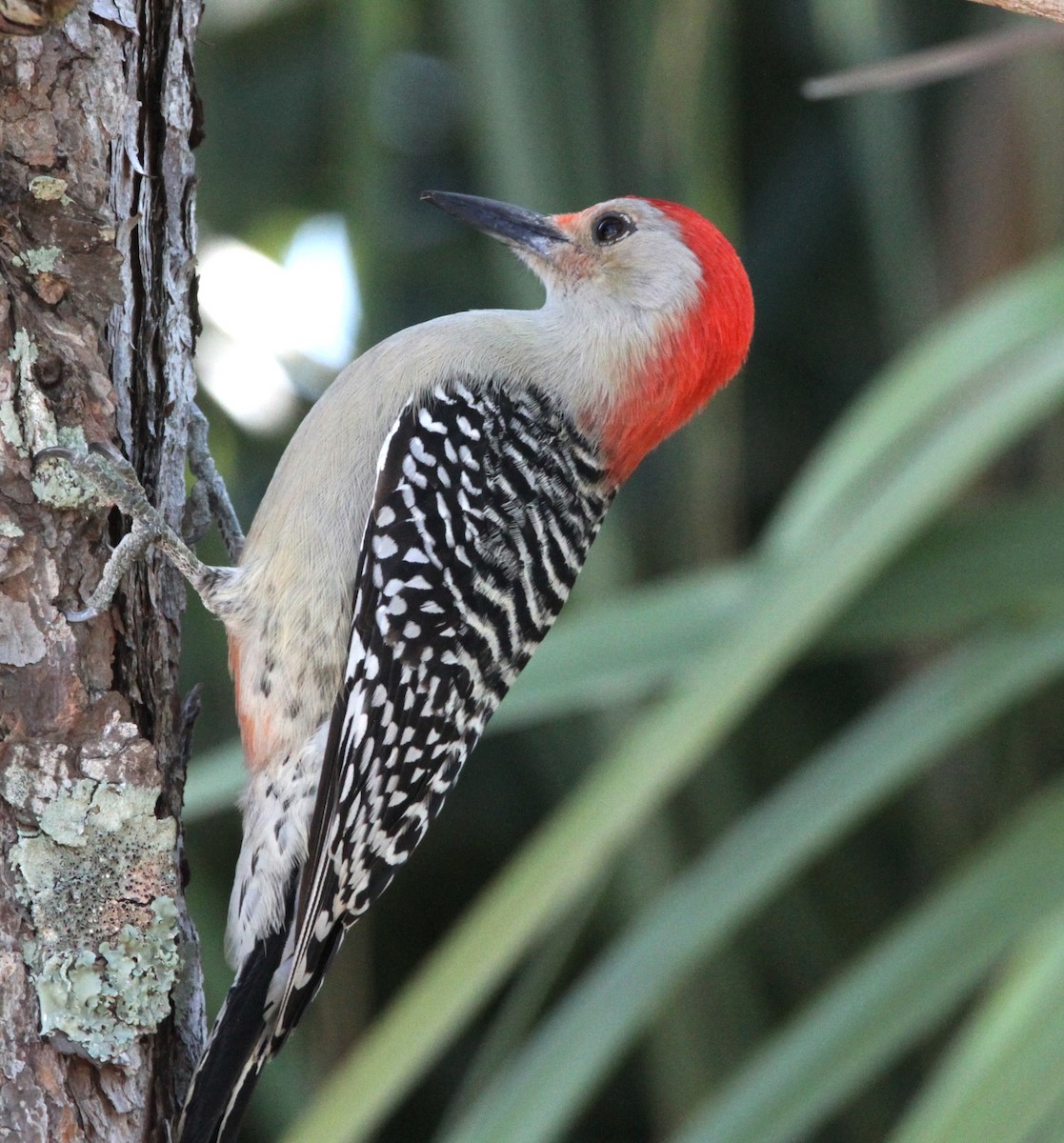 Red-bellied Woodpecker - ML523058601