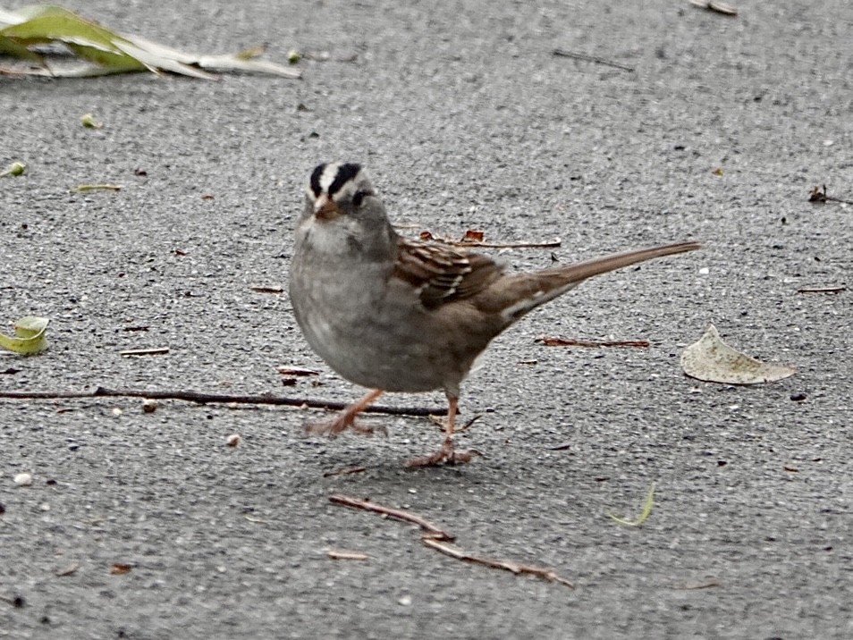 White-crowned x White-throated Sparrow (hybrid) - ML523060231