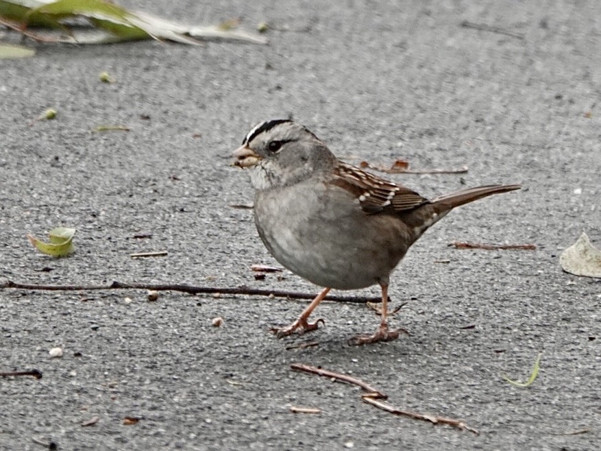 White-crowned x White-throated Sparrow (hybrid) - ML523060421