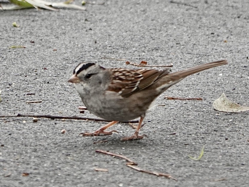 White-crowned x White-throated Sparrow (hybrid) - ML523060431