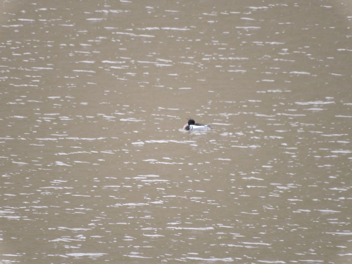 Red-breasted Merganser - ML52306051