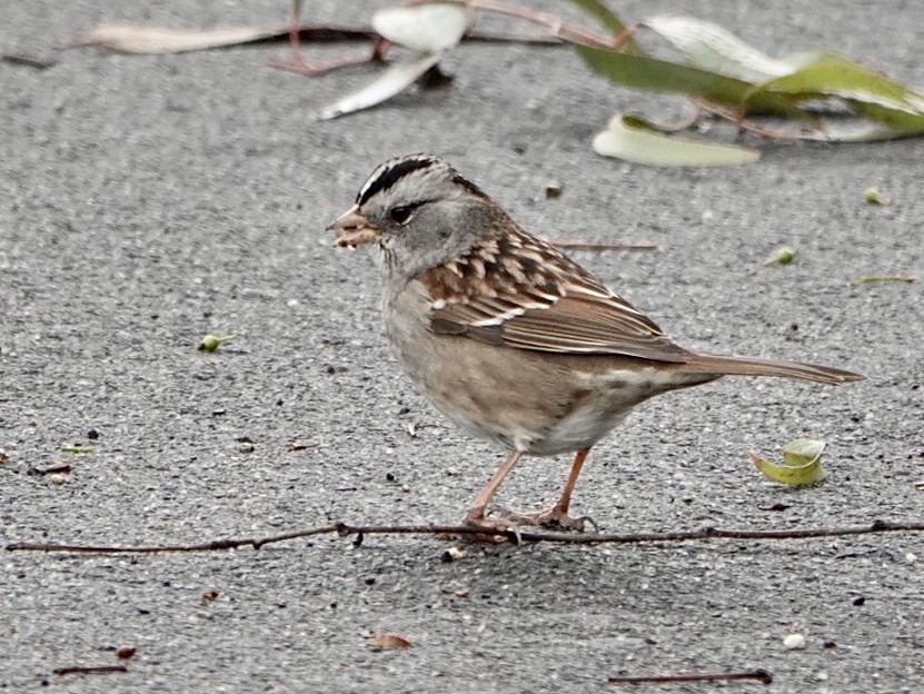 White-crowned x White-throated Sparrow (hybrid) - ML523060561