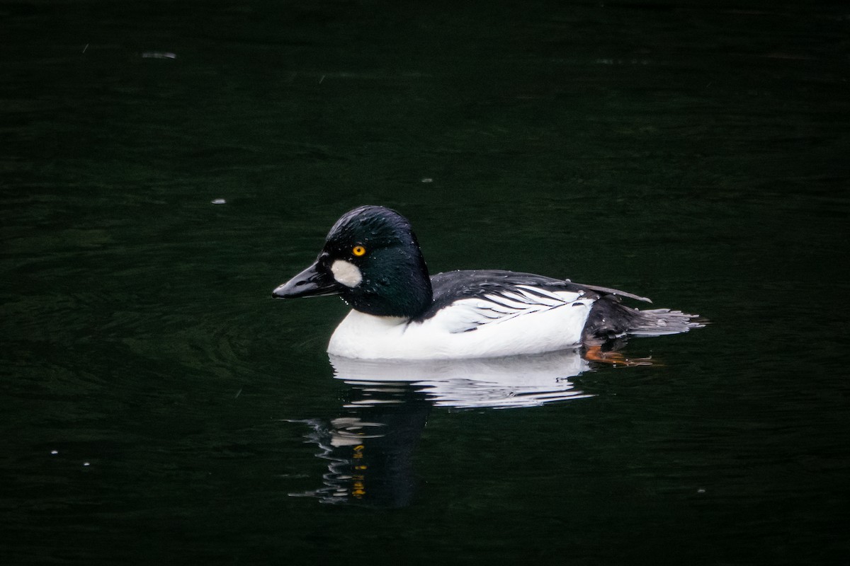 Common Goldeneye - ML523060701