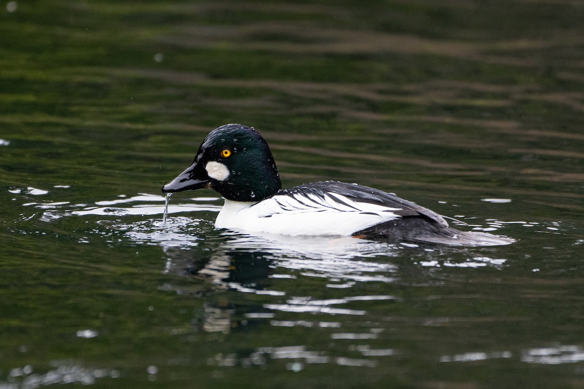 Common Goldeneye - ML523060711