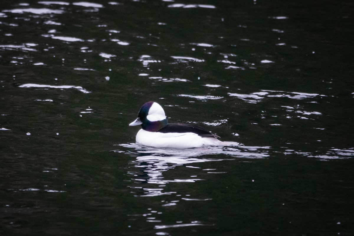 Bufflehead - ML523060781