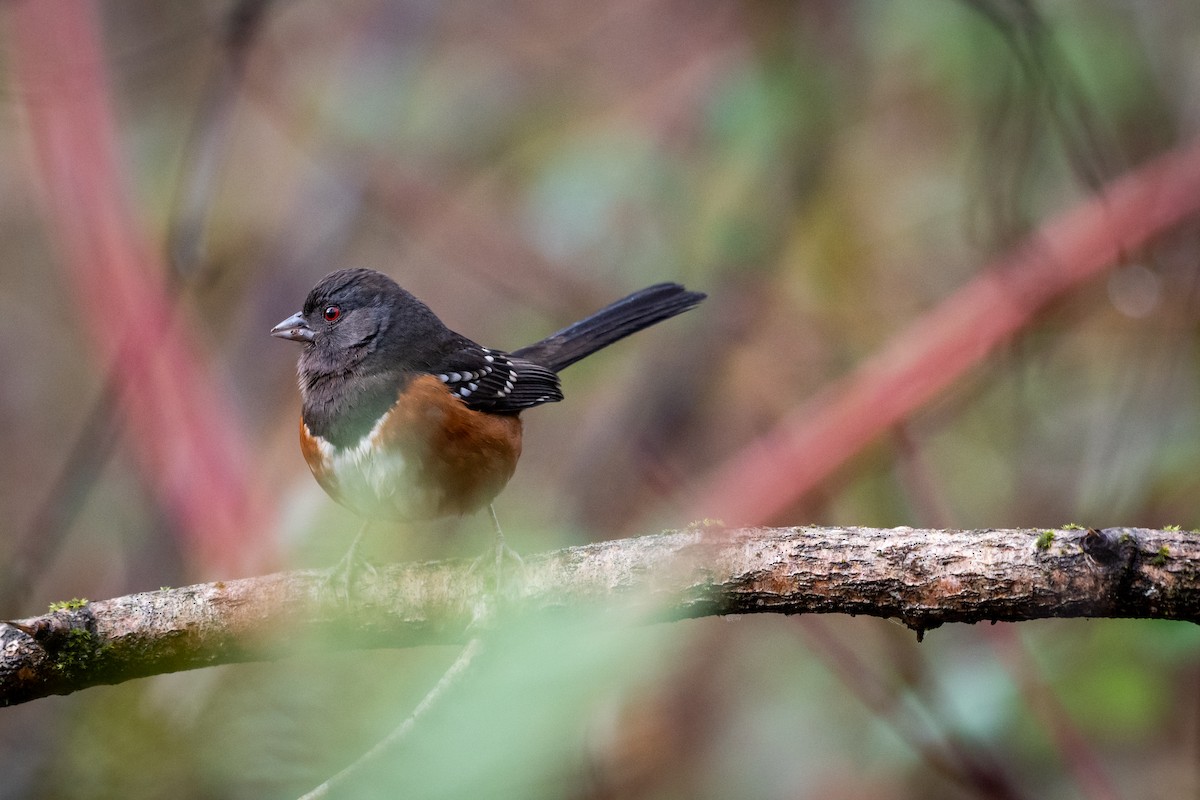 Spotted Towhee - ML523061411
