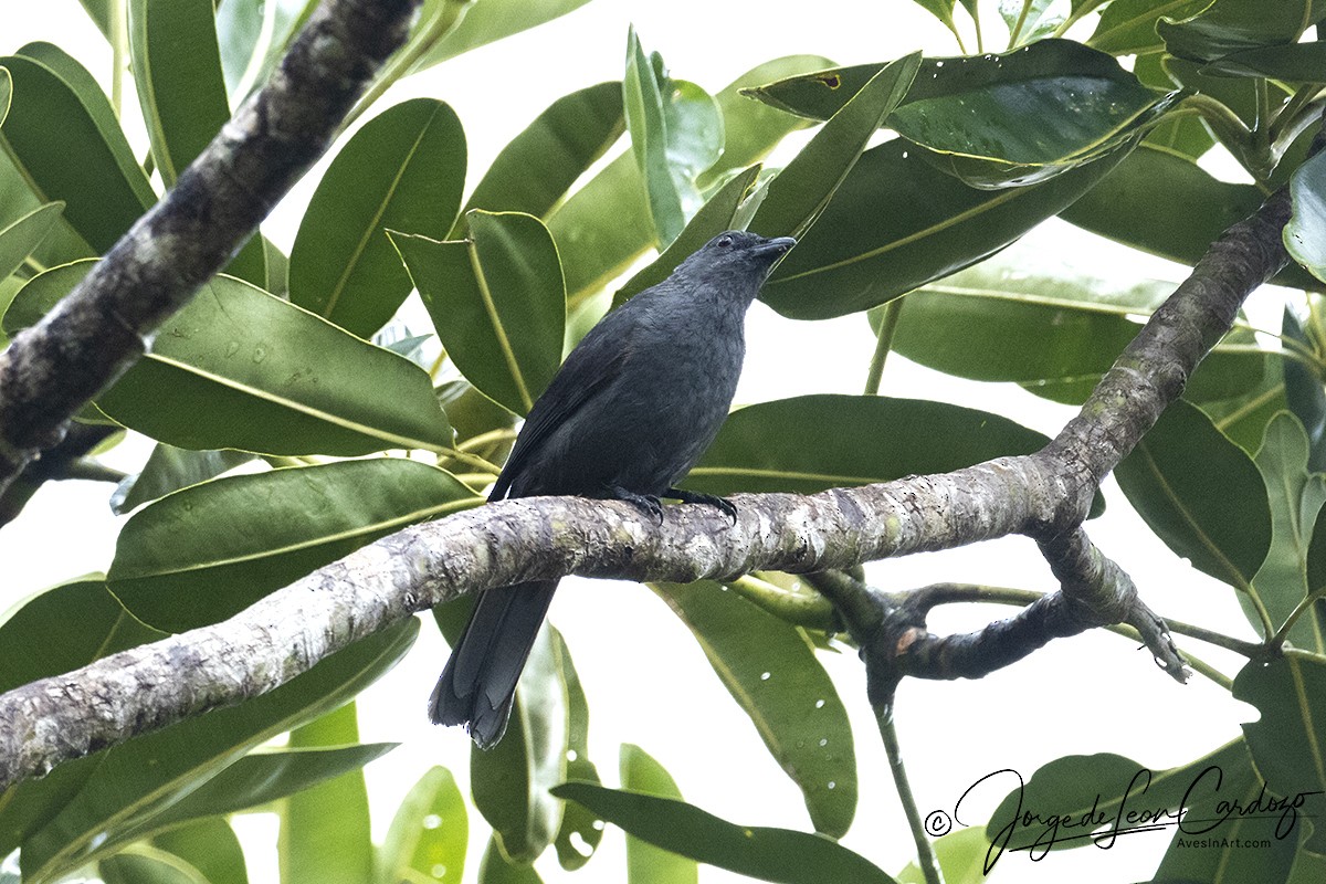 New Caledonian Cuckooshrike - ML523061511