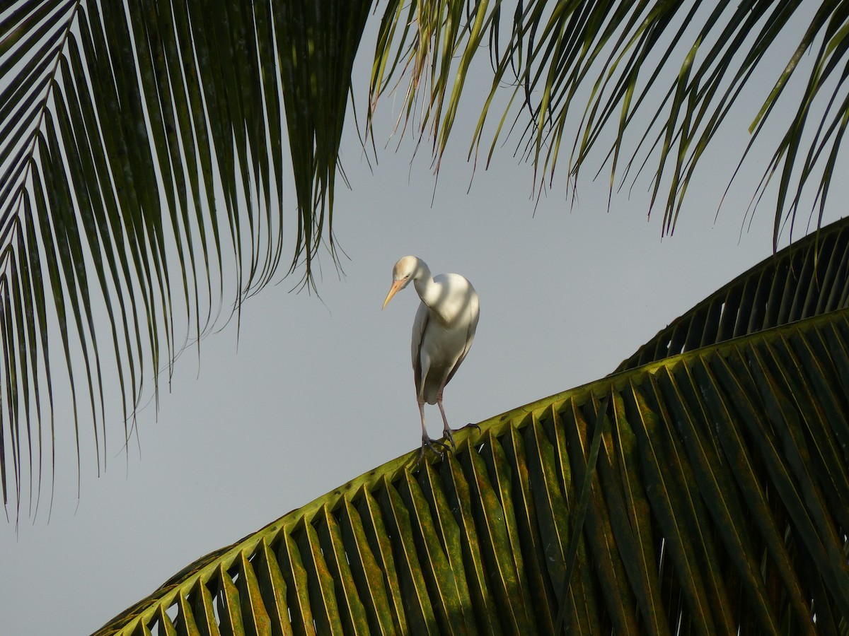 Western Cattle Egret - ML523061601