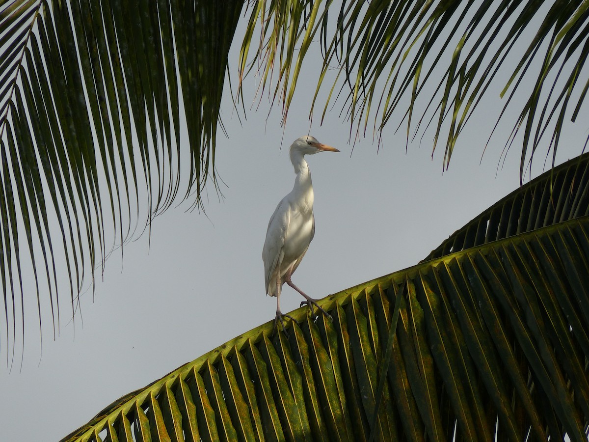 Western Cattle Egret - ML523061611