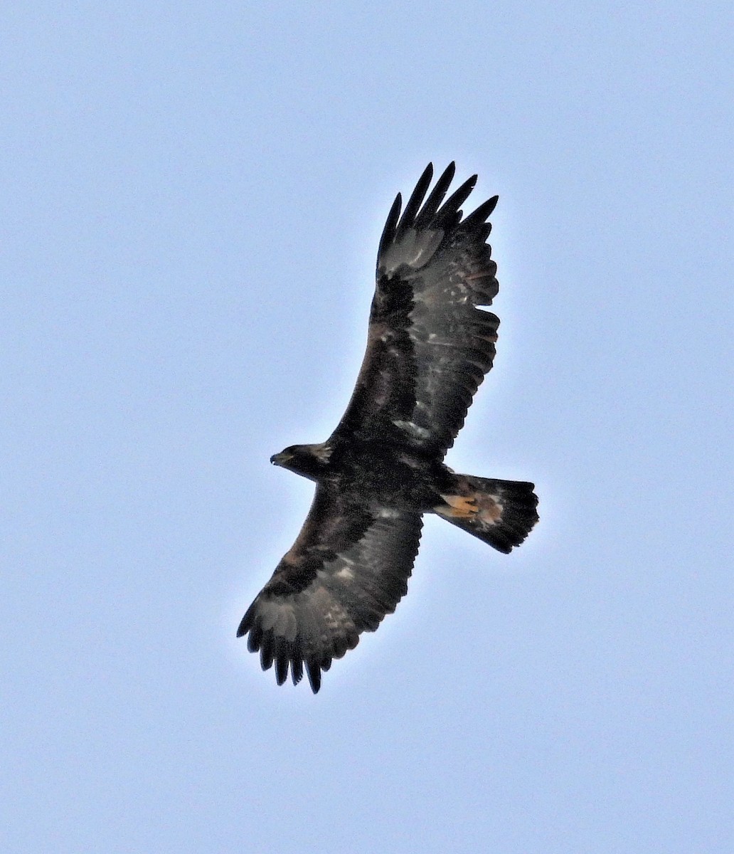 Golden Eagle - ML523061781