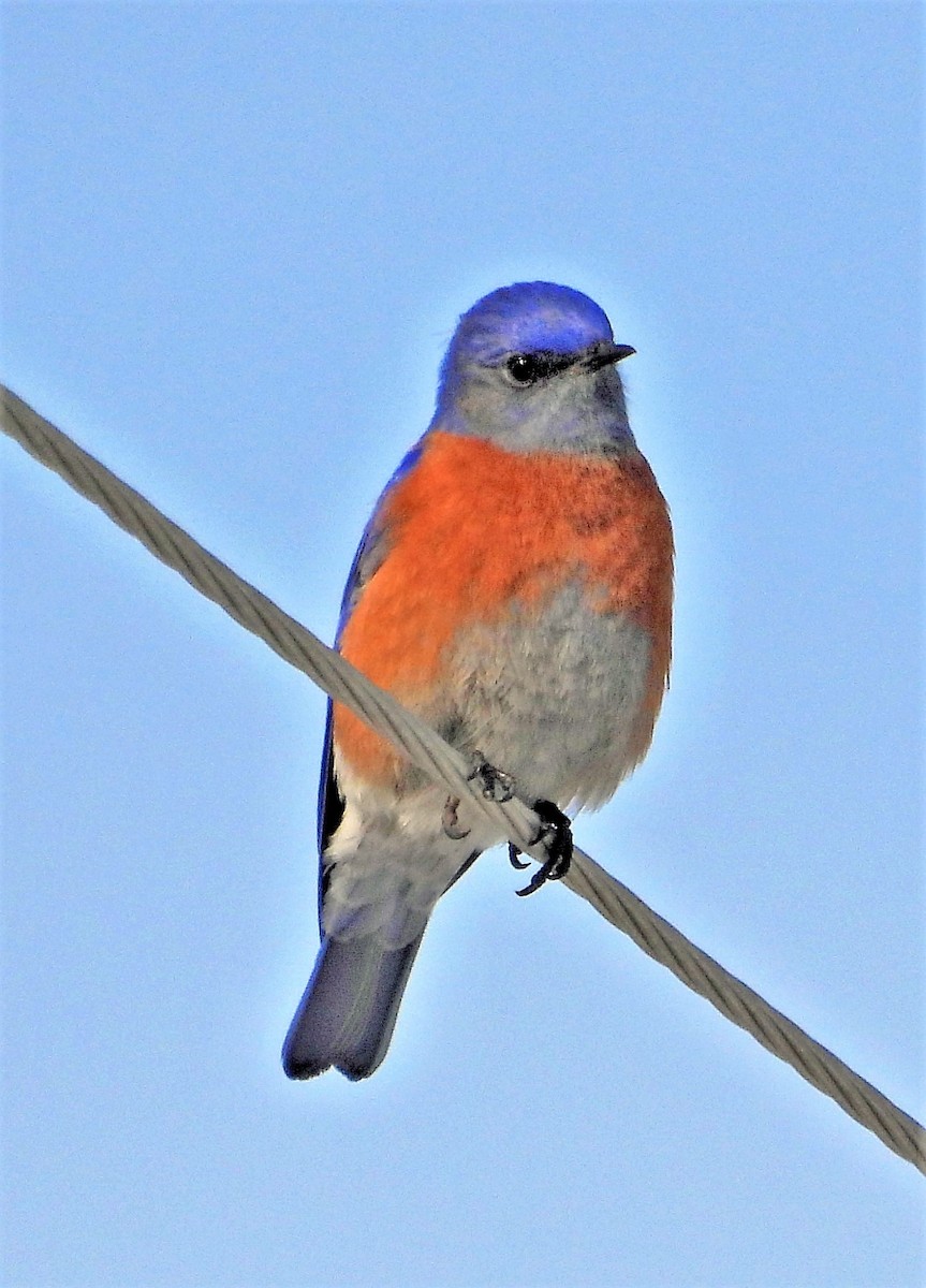 Western Bluebird - Sharon Dewart-Hansen