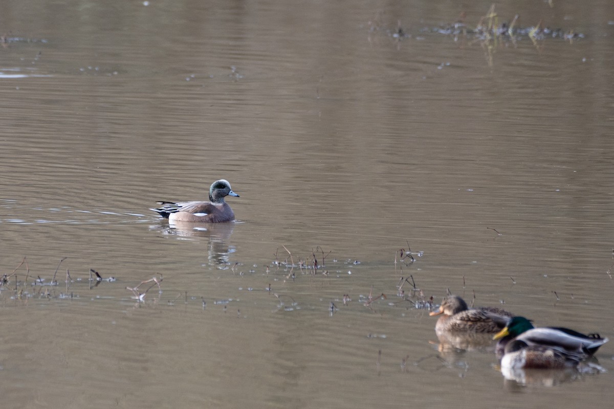 American Wigeon - Chris Brodell