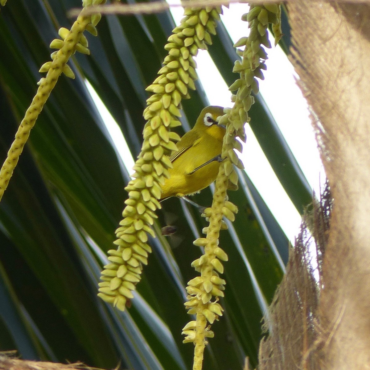 Kirk's White-eye - Jenny Bowman
