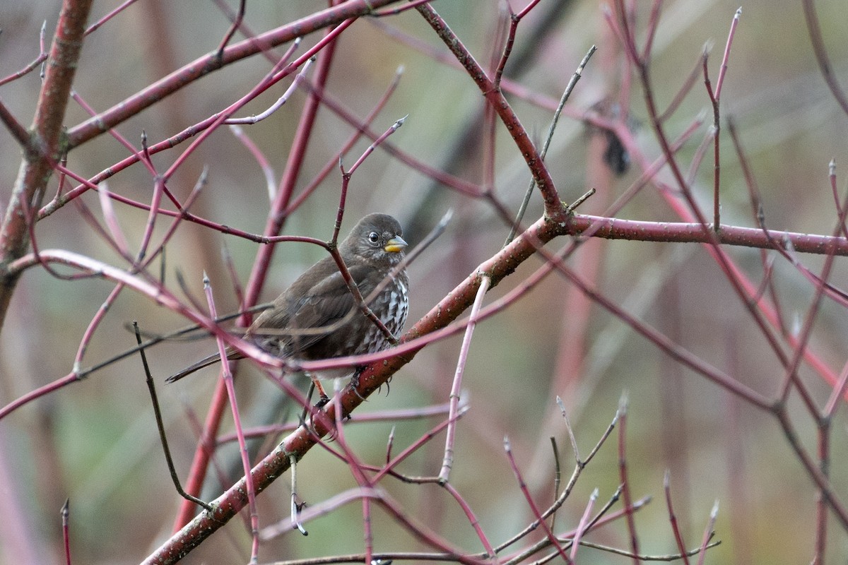 Fox Sparrow - ML523062181