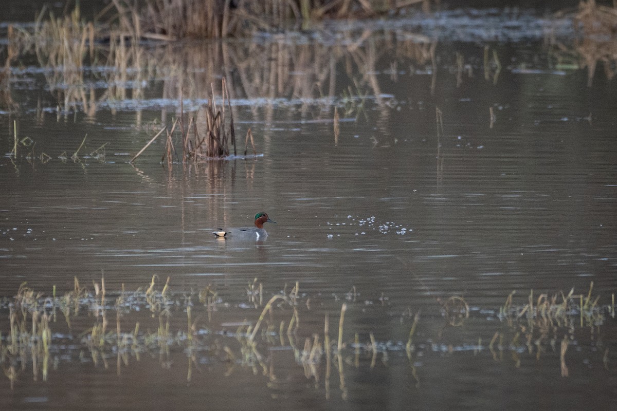 Green-winged Teal - ML523062331