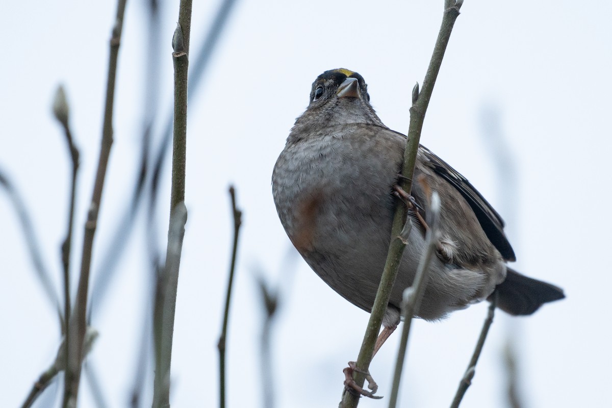 Golden-crowned Sparrow - ML523062931