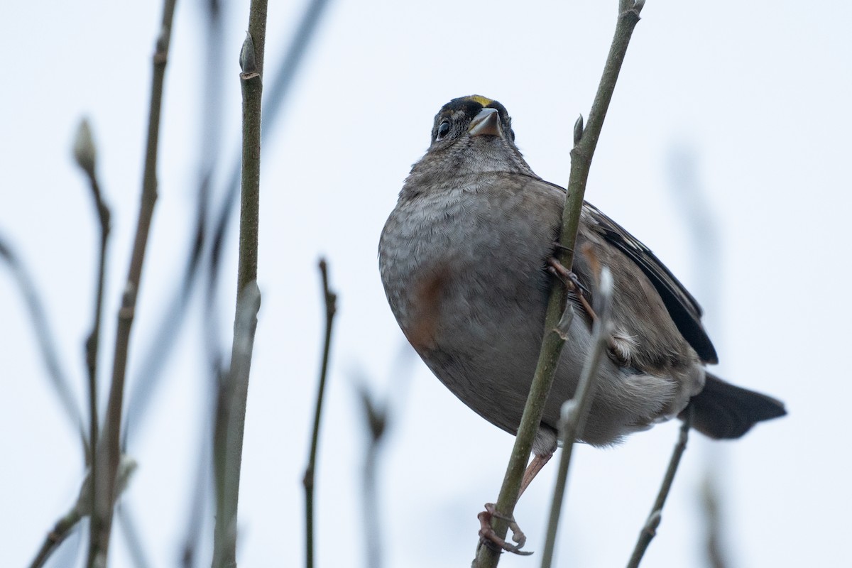 Bruant à couronne dorée - ML523062931