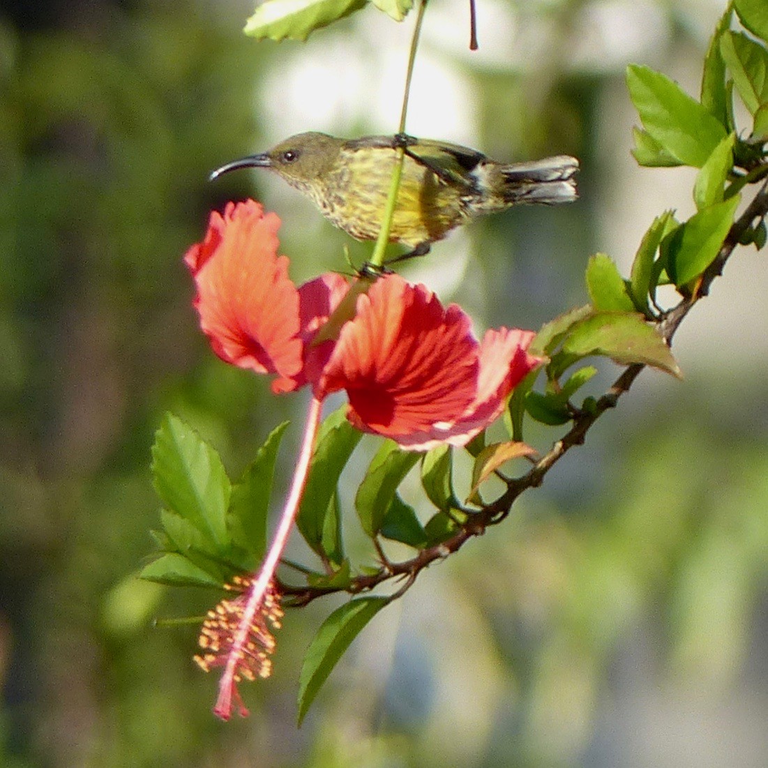 Humblot's Sunbird - ML523065581