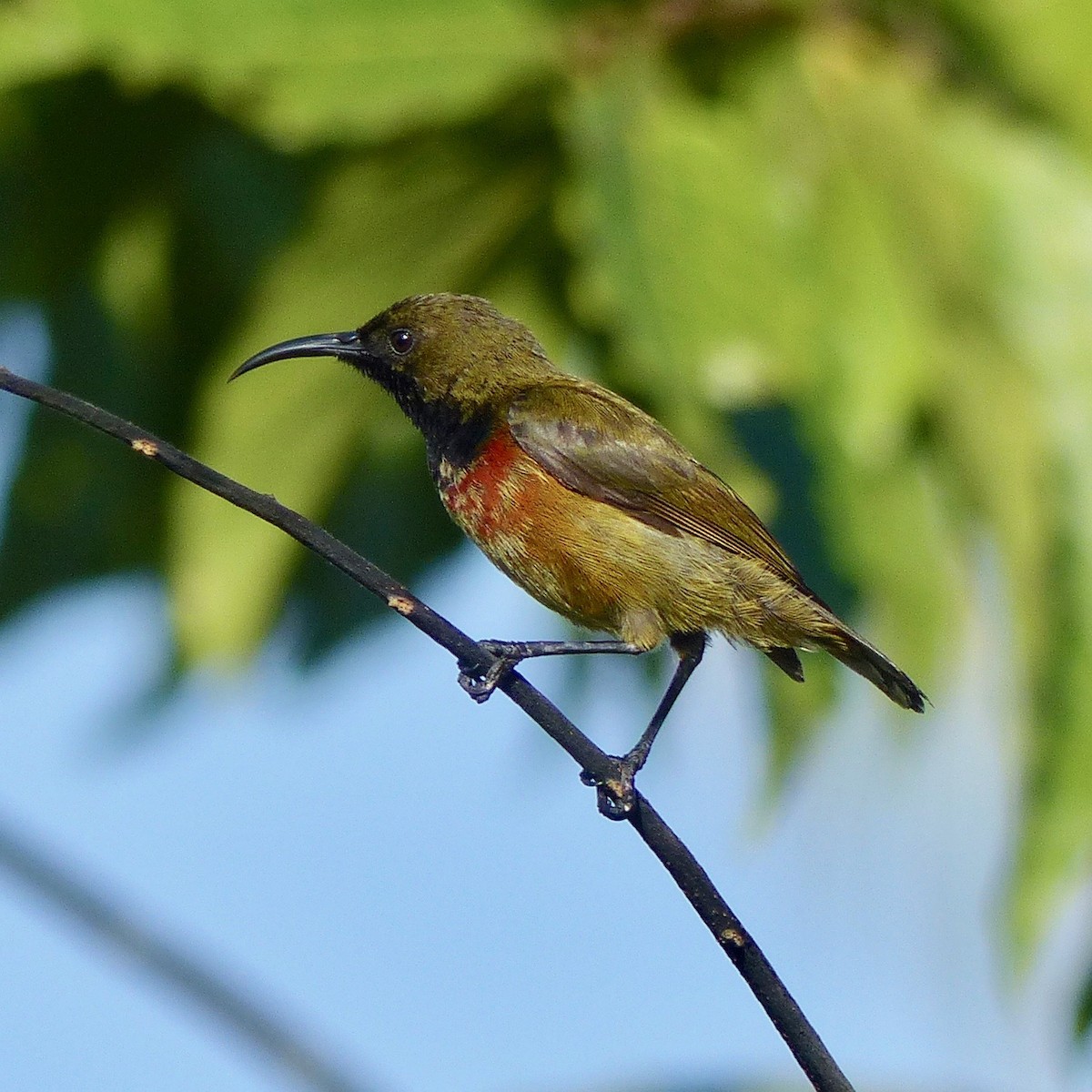 Humblot's Sunbird - ML523065591