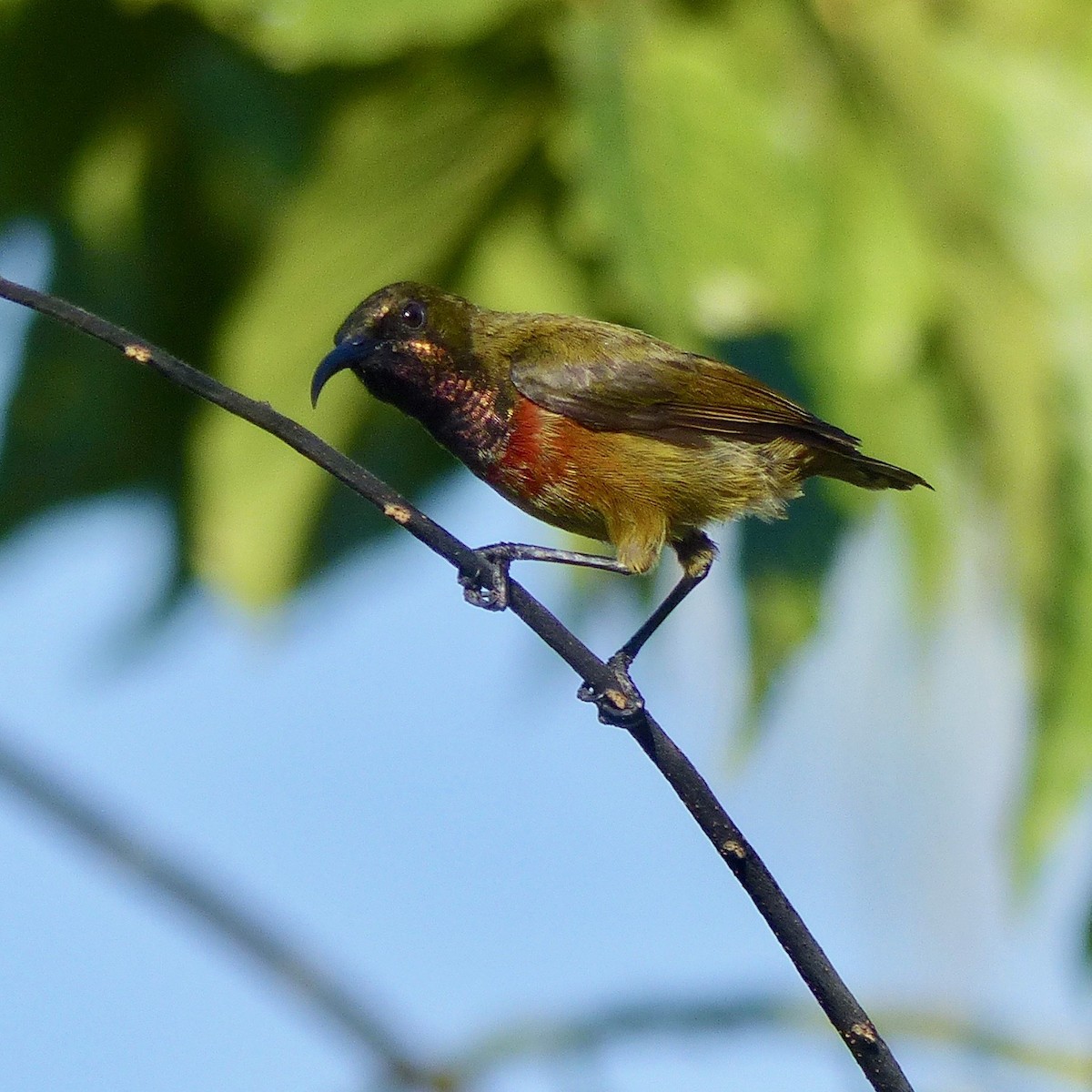 Humblot's Sunbird - ML523065601